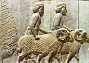 Persepolis